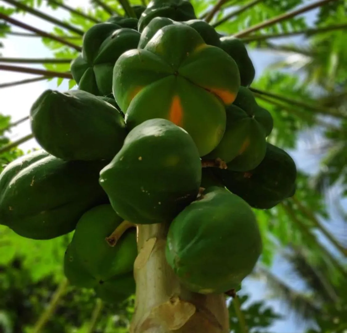 Farm stay Midway Crest Farmstay Attappadi India