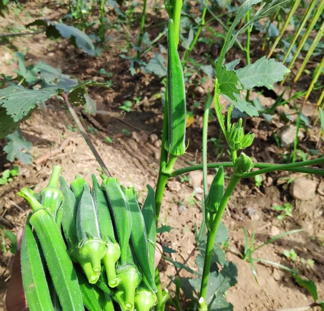 Midway Crest Farmstay Attappadi Farm stay