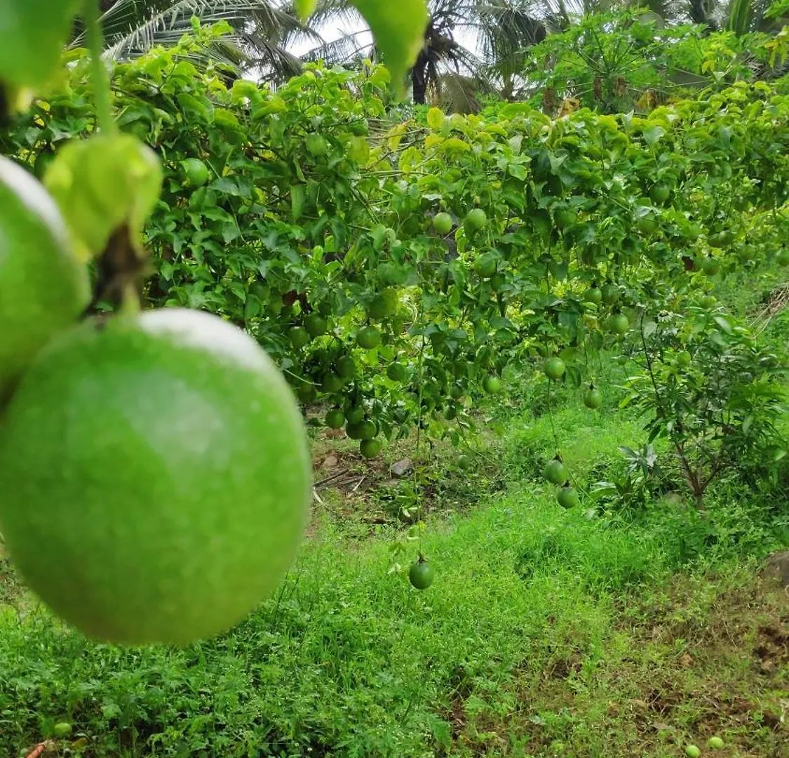 Midway Crest Farmstay Attappadi 0*,