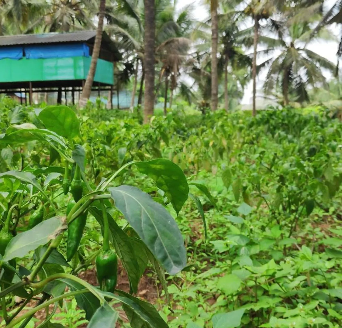Midway Crest Farmstay Attappadi